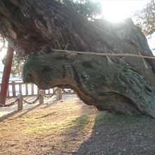 龍と亀と象が見える宝生院のシンパク。