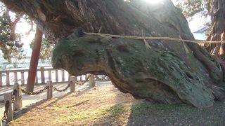 シンパクの中に龍と亀と象が浮かび上がります。すごいです！