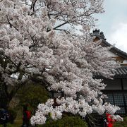 不老長寿の桜がある