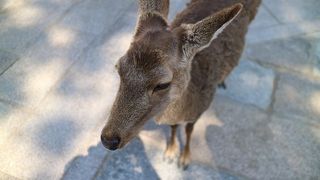 お辞儀しますね