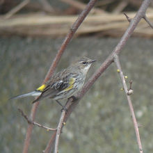珍鳥キヅタアメリカムシクイ