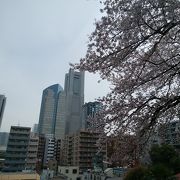 桜の季節はとくに絶景が楽しめます！