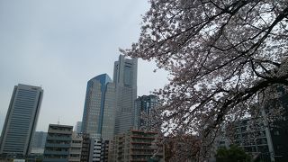 桜の季節はとくに絶景が楽しめます！