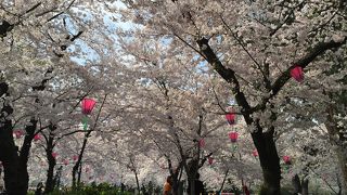 春は桜の名所
