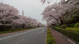 2017年4月10日、桜はベストは過ぎたが、まだきれい。