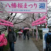 ほぼ満開もザンネンながら小雨