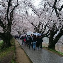 生憎の小雨もほぼ満開