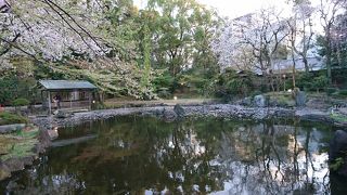 綺麗な桜、大きな鯉
