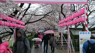 ほぼ満開もザンネンながら小雨
