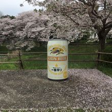 満開の桜と巨大一番搾り