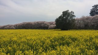 桜と菜の花とヤギと