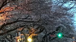 桜のトンネル