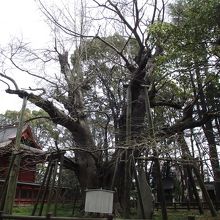 夫婦銀杏 (左手奥は本殿)