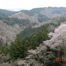 吉水神社からの上・奥千本の景色