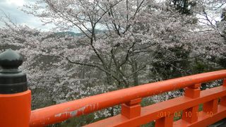 生涯に一度は見たい吉野千本桜をやっと・・・
