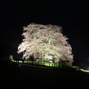 ４月１１日、現在満開です。午後９時までライトアップされています。