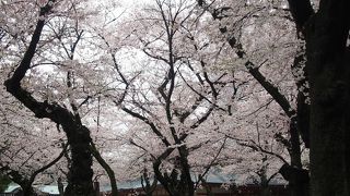 桜と入学式