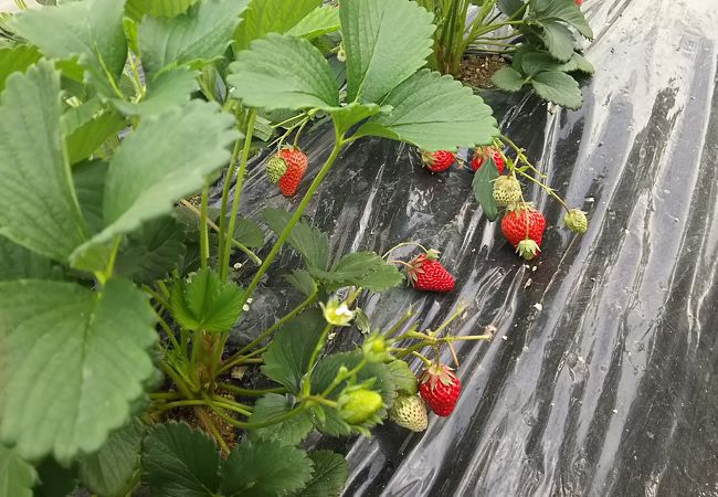 お腹いっぱい食べれたいちご狩り