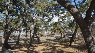 松の林に覆われた公園