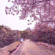  サクラの　名所で　石垣に　散る桜が　舞　美しいです！