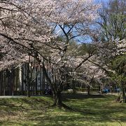 桜の街道を楽しみました。