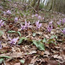 小塩山カタクリ