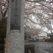 桜がとてもきれいに咲いていました