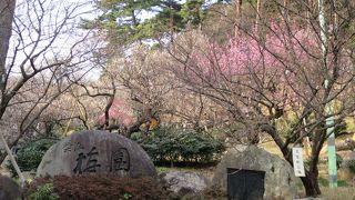 梅の花は咲く時期が疎らです