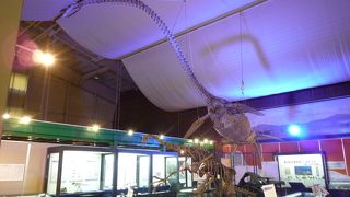 アンモナイトや恐竜の化石がたくさんあります！