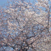 桜の一例