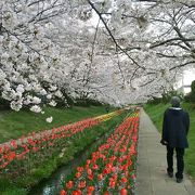 大切にされた隠れ桜の名所、桜しだれ、せせらぎにチューリップ