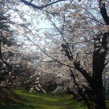 満開まで少し早めでしたが素晴らしい”桜の回廊”でした！