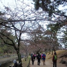 夙川公園の桜（蕾）