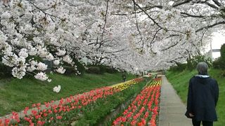 大切にされた隠れ桜の名所、桜しだれ、せせらぎにチューリップ