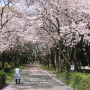 桜のきれいなスポットが三ケ所あります。