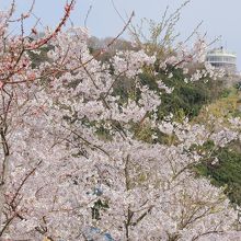 噴水広場付近から見た明石海峡大橋