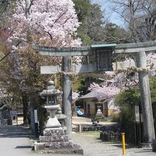 桜に囲まれた八坂神社鳥居