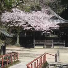 八坂神社境内の桜