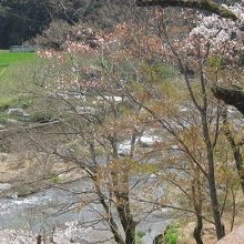 桜に囲まれた摂津峡