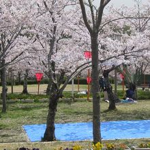 摂津峡公園桜広場