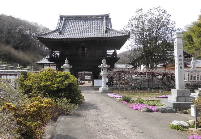 県指定天然記念物 骨波田の藤