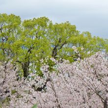 園内の桜