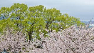 園内の桜が綺麗でした