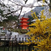 桜咲く長福寺