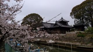 桜満開の西大寺