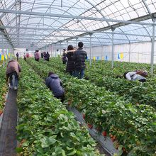 ゆったりといちご狩りが楽しめるハウス