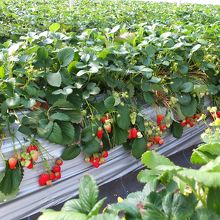 おいしそうないちごがいっぱい