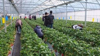 多くのいちごハウスを抱えているので、はずれがない