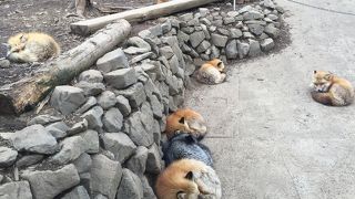 最悪 二度といきません By やま 宮城蔵王キツネ村のクチコミ フォートラベル 最悪 二度といきません By やま 宮城蔵王キツネ村のクチコミ フォートラベル