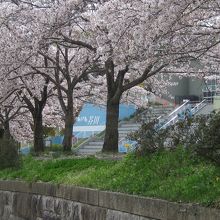 芥川緑地の満開の桜